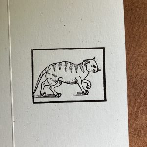 Tabby Cat