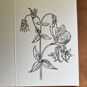 Aquilegia
