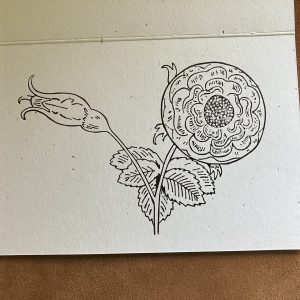 Rose